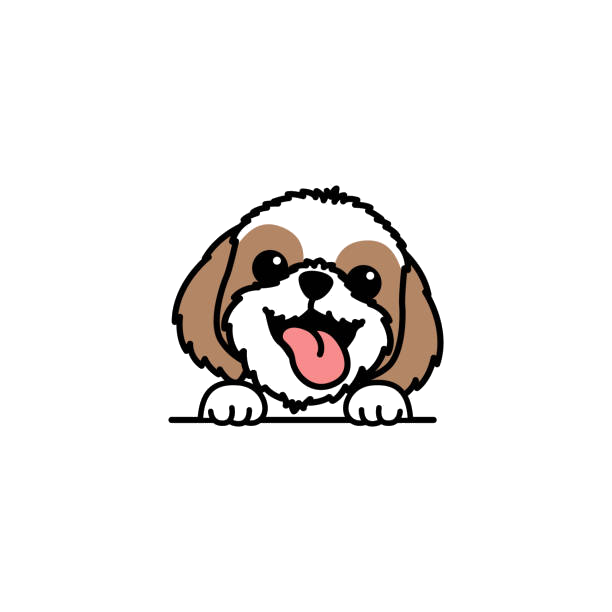 Shih Tzu Pet