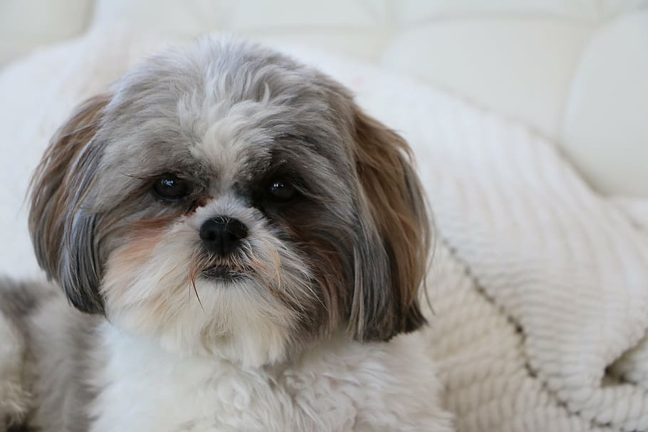 shih tzu puppies for sale
